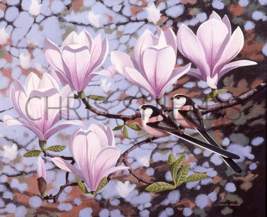 Illustration of Long-tailed Tits on Magnolia (#2326)