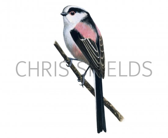 Illustration of Long-tailed Tit (Aegithalos caudatus) (#1171)