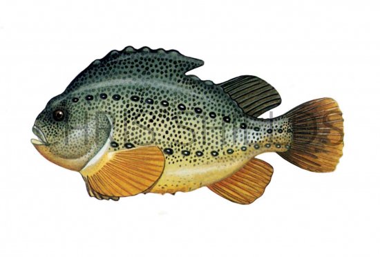 Illustration of Lumpsucker (cyclopterus lumpus) (#0169)