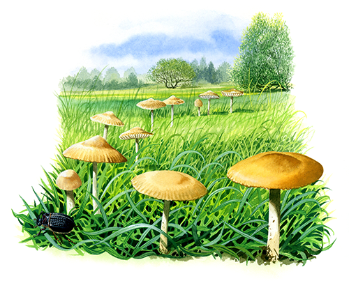 Illustration of Marasmius oreads (Fairy Ring) (#2861)