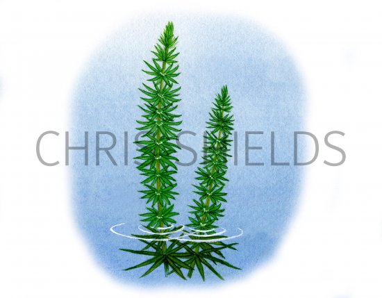 Illustration of Mares Tail (Hippuris vulgaris) (#0990)