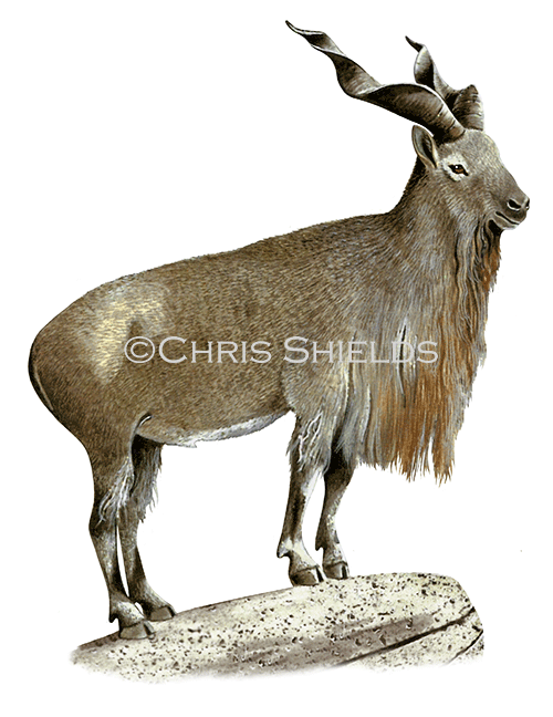 Illustration of Markhor Wild Goat (Capra falconeri) (#4556)