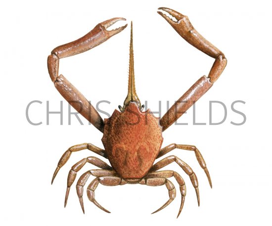 Illustration of Masked Crab (Corystes cassivelaunus) (#1838)