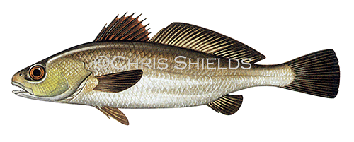 Illustration of Meagre (Argyrosomus regium) (#1086)