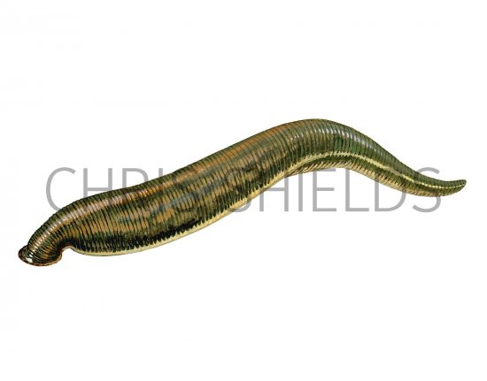 Illustration of Medical Leech (Hirudo medicinalis) (#2779)