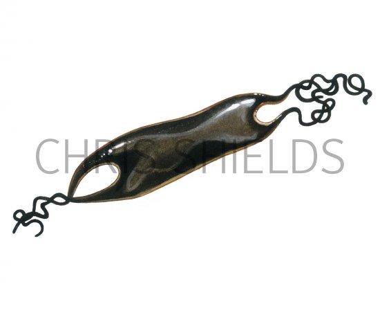 Illustration of Mermaids Purse (Dogfish Eggs) (#2334)