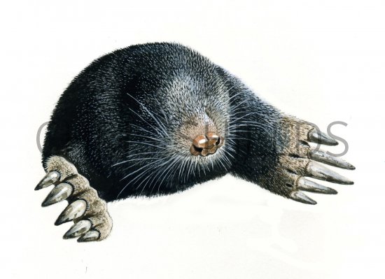 Illustration of Mole (Talpa europaea) (#0274)