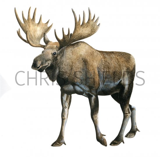 Illustration of Moose (Alces alces) (#3562)