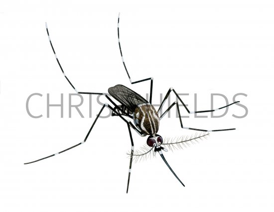 Illustration of Yellow Fever Mosquito (Aedes aegypti) (#3872)