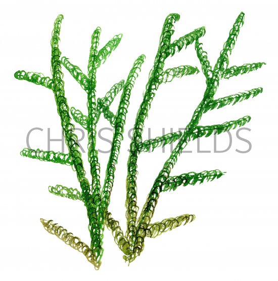 Illustration of Moss (Drepanocladus) (#0848)