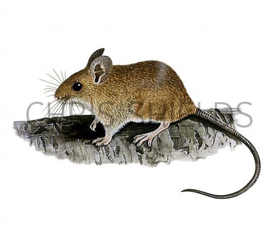 Illustration of Wood Mouse (Apodemus sylvaticus) (#3269)