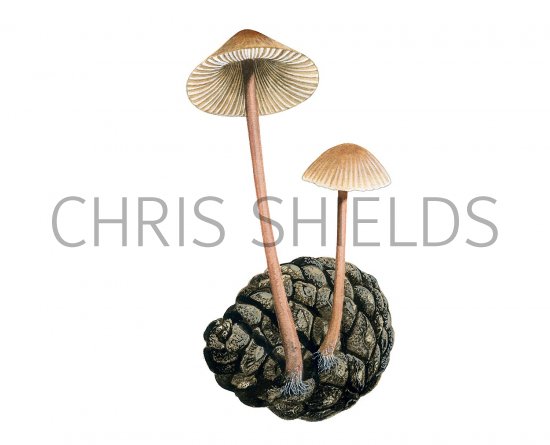 Illustration of Mycena purpureofusca (Purple Edge Bonnet) (#3474)