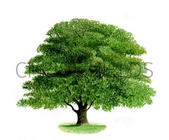 Illustration of Oak Tree (Quercus robur) (#0043)