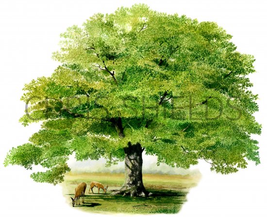 Illustration of Oak Tree (Quercus robur) (#0476)