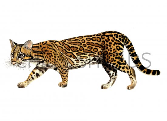 Illustration of Ocelot (Leopardus pardalis) (#4204)