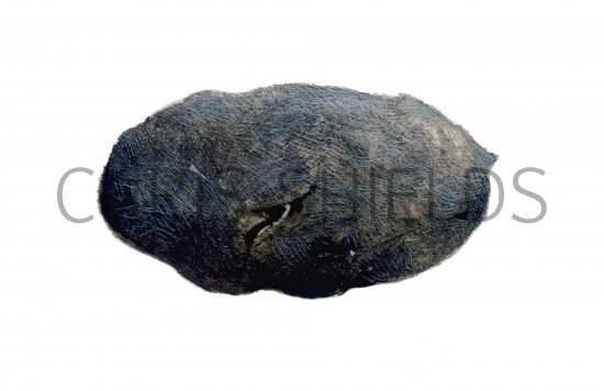 Illustration of Barn Owl Pellet (Tyto alba) (#0533)