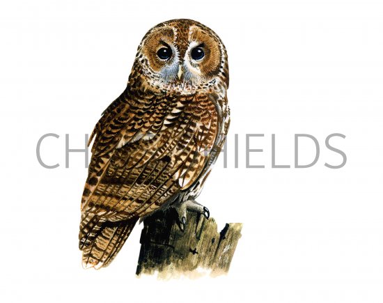 Illustration of Tawn Owl (Strix aluco) (#0531)