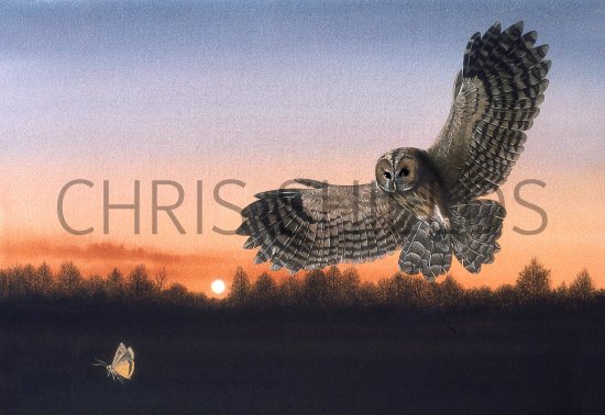 Illustration of Tawn Owl (Strix aluco) (#3865)