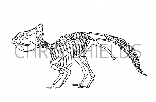 Illustration of Letoceratops (#3114)
