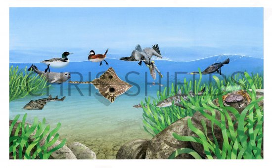 Illustration of Morro Bay Sea Life (#3784)