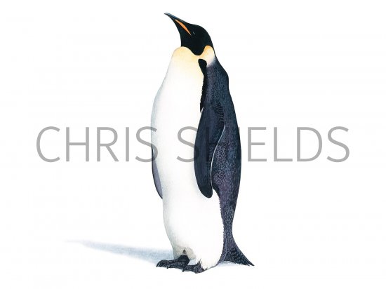 Illustration of Emperor Penguin (Aptenodytes forsteri) (#2854)