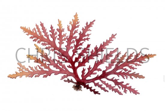 Illustration of Pepper dulse (Osmundea pinnatifida) (#4264)