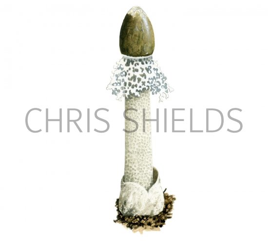 Illustration of Phallus impudicus var. togatus (#1943)