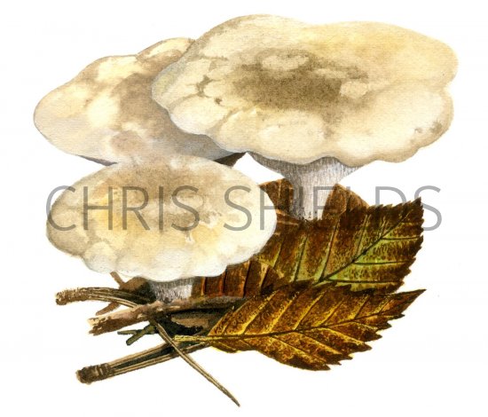 Illustration of Phellodon confluens (Fused Tooth) (#1705)