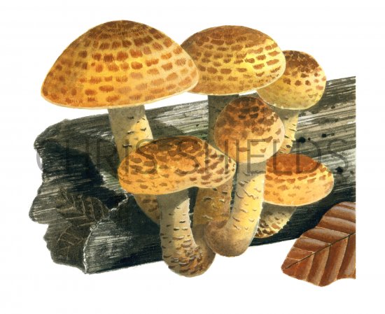 Illustration of Pholiota aurivella (Golden Scalycap) (#4230)