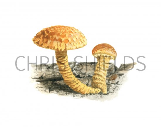 Illustration of Pholiota flammans (Flaming Scalycap) (#4231)