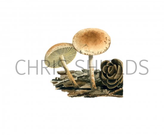 Illustration of Pholiota scamba (#4249)