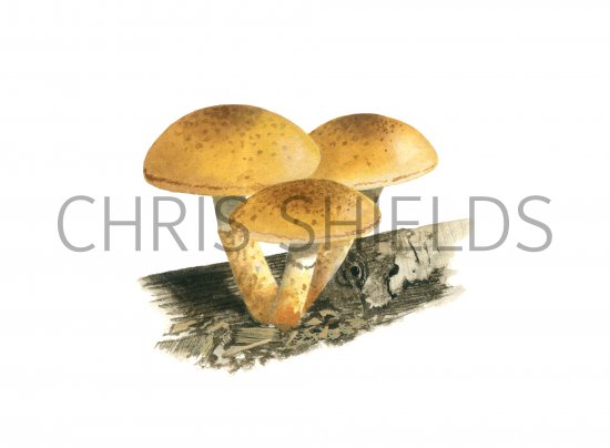 Illustration of Pholiota tuberculosa (#4244)