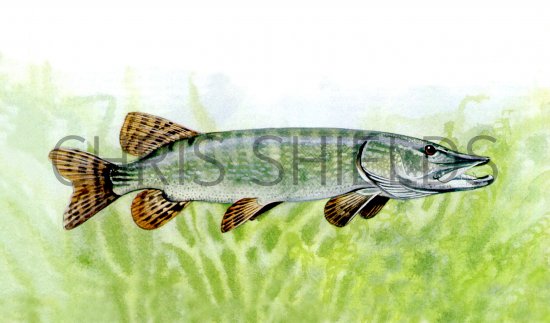 Illustration of Pike (Esox lucius) (#0198)