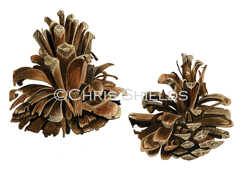 Illustration of Pine Cones opened by Great potted Woodpecker (#2246)