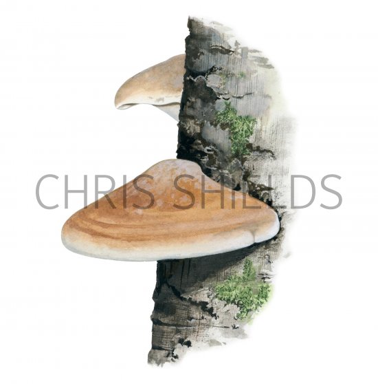 Illustration of Piptoporus betulinus (Birch Bracket Fungi) (#2054)