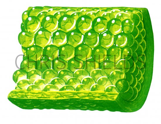Illustration of Plant Cells (#0996)