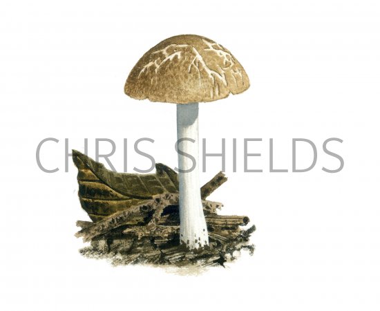 Illustration of Pluteus diettrichii (#3849)