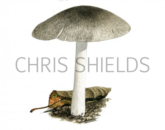 Illustration of Pluteus ephebeus (#3814)