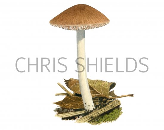 Illustration of Pluteus satur (#3855)
