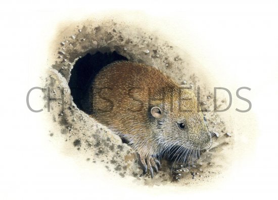 Illustration of Pocket Gopher (Thomomys sp.) (#0799)
