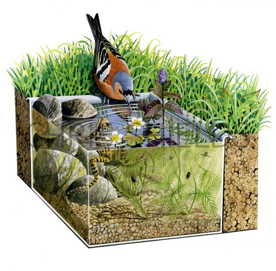 Illustration of Pond Dipping (#2802)