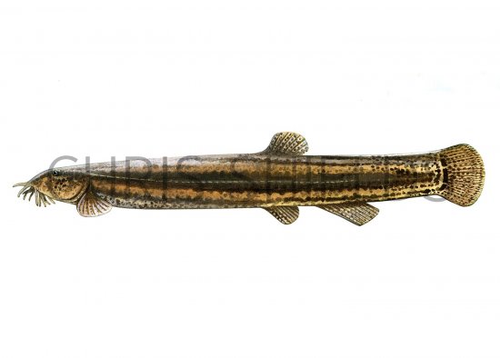 Illustration of Pond Loach (Misgurnus fossili (#2695)