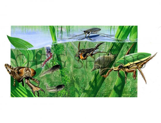 Illustration of Pond Life (#2134)