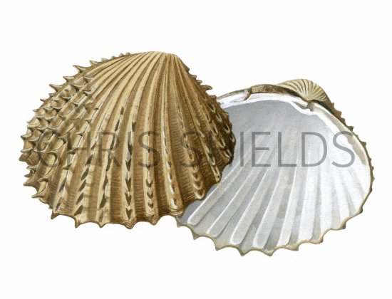 Illustration of Cockle (Prickly) Acantocardia echinata (#2352)