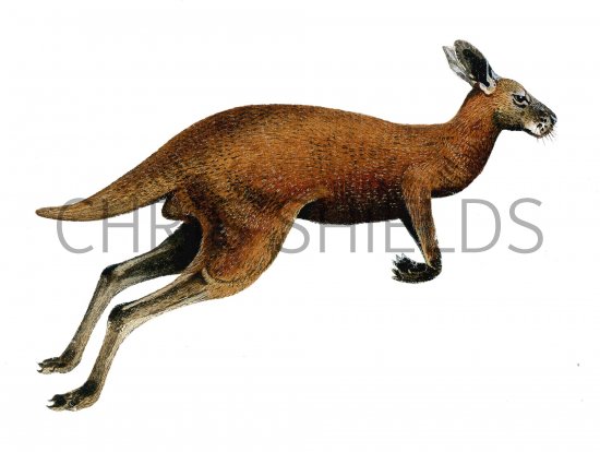 Illustration of Procoptodon (#0653)