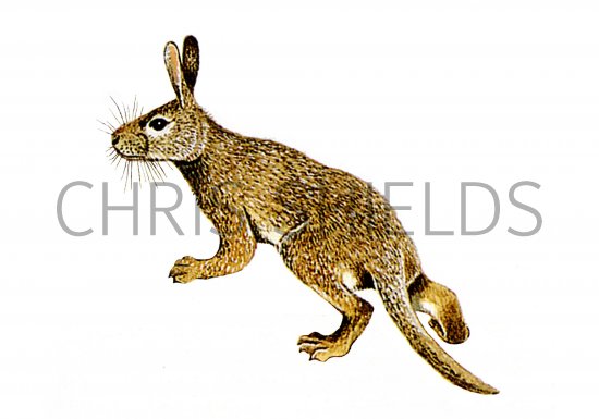 Illustration of Protypotherium (#0652)