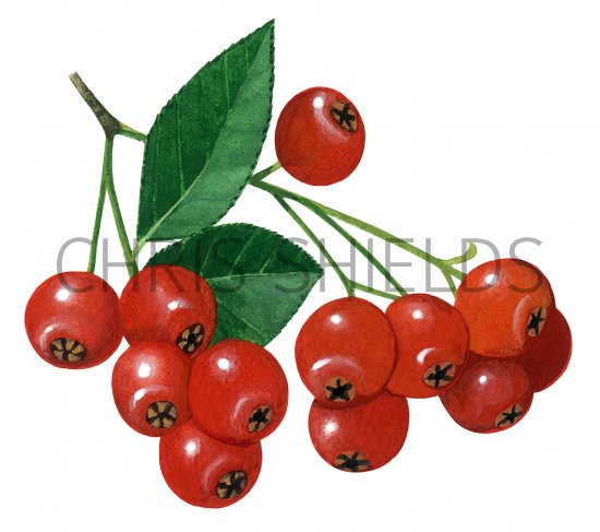 Illustration of Pyracantha crenulata berries (#2151)