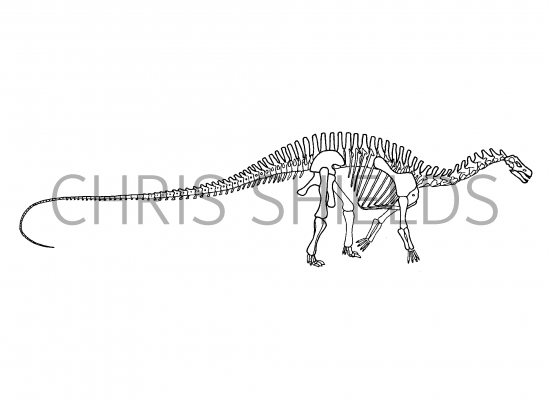 Illustration of Quaesitosaurus (#0208)
