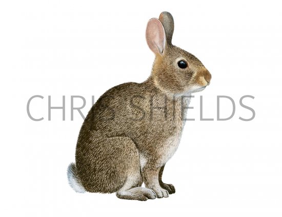Illustration of Rabbit (Oryctolagus cuniculus) (#2550)
