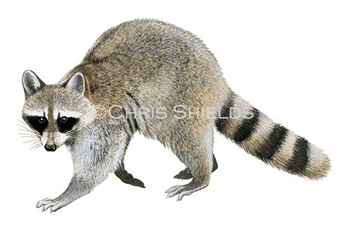Illustration of Raccoon (Procyon lotor) (#4640)